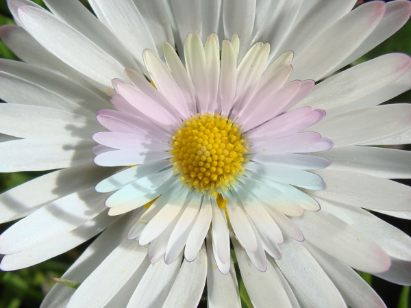 Creation of Daisy daisy: Step 3